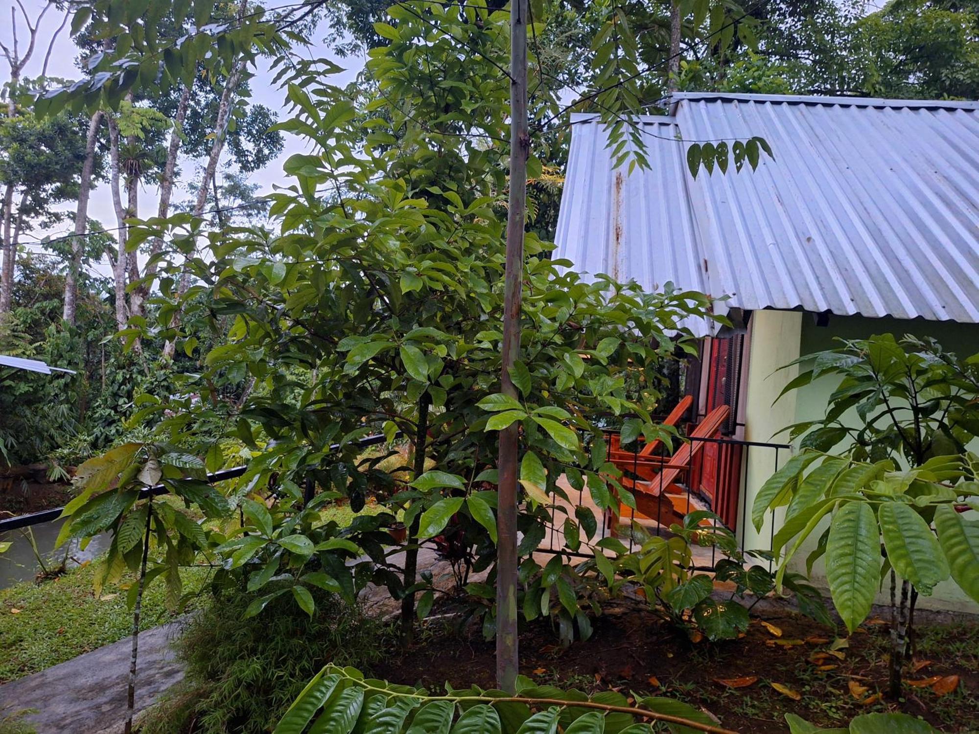 Guapote Lodge Тигра Номер фото