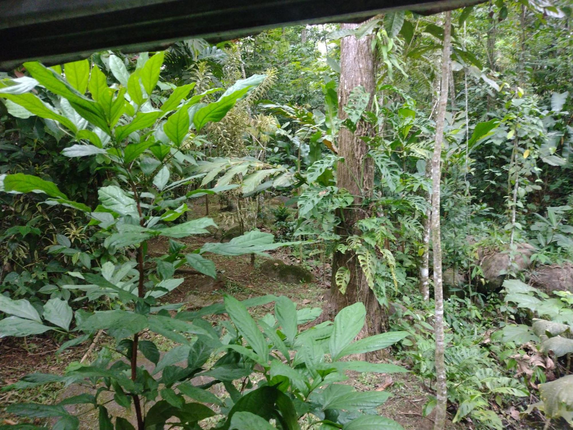 Guapote Lodge Тигра Номер фото